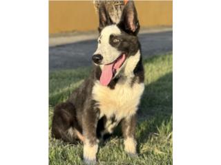 German Shepherd blue panda AKC, RM Pets