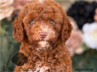 Puerto Rico Miniature Toy Goldendoodle - Los Osos PR, Perros Gatos y Caballos