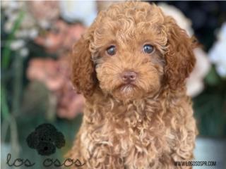 Puerto Rico Mini Toy Poodle - Los Osos PR, Perros Gatos y Caballos