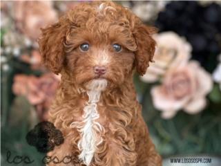 Puerto Rico Toy Mini Poodle - Los Osos PR, Perros Gatos y Caballos