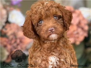 Puerto Rico Toy Mini Poodle - Los Osos PR, Perros Gatos y Caballos