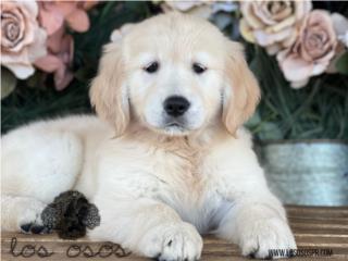 Puerto Rico Golden Retreiver - Los Osos PR, Perros Gatos y Caballos