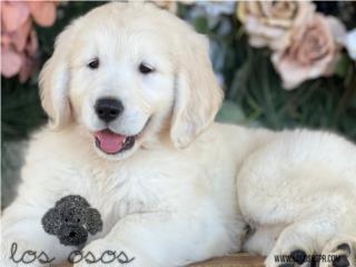 Puerto Rico XXL Golden Retreiver - Los Osos PR, Perros Gatos y Caballos