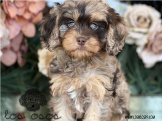 Puerto Rico Cavapoo Merle Increible - Los Osos PR, Perros Gatos y Caballos