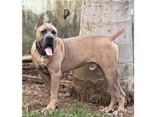 Cane Corso AKC, RM Pets