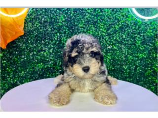 CHAMP MINI POODLE(VISITANOS EN GUAYNABO), Puppy Love Puerto Rico