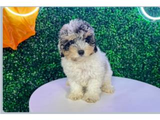 CARMELLA MINI POODLE (VISITANOS EN GUAYNABO), Puppy Love Puerto Rico