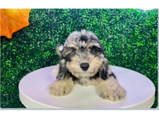 JAKE POOCHON  (VISITANOS EN GUAYNABO), Puppy Love Puerto Rico