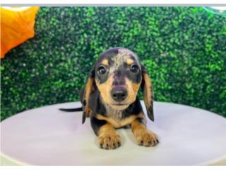 LADDIE MINI DACHSHUND(VISITANOS EN GUAYNABO), Puppy Love Puerto Rico