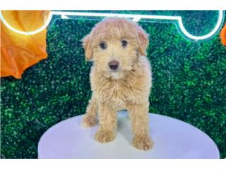 MARTHA F1B PETITE GOLDENDOODLE (VISITANOS EN , Puppy Love Puerto Rico