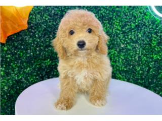 MATEO POOCHON (VISITANOS EN GUAYNABO), Puppy Love Puerto Rico