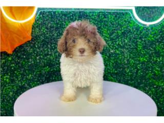 PAIGE MINI POODLE (VISITANOS EN GUAYNABO), Puppy Love Puerto Rico