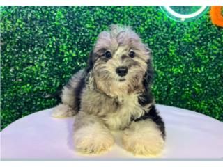 ECHO SHIH POO  (VISITANOS EN GUAYNABO), Puppy Love Puerto Rico