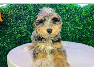 CONSTANCE MINI SCHNOODLE (VISITANOS EN GUAYNA, Puppy Love Puerto Rico