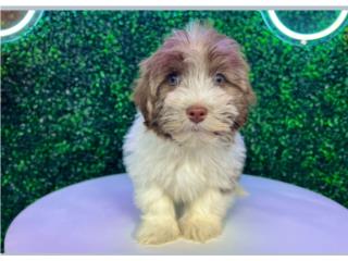 JAZZ HAVANESE (VISITANOS EN GUAYNABO), Puppy Love Puerto Rico