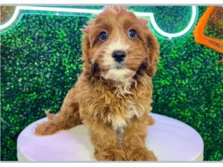 TABASCO CAVAPOO (VISITANOS EN GUAYNABO), Puppy Love Puerto Rico