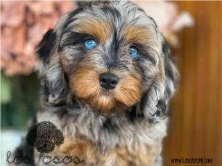 Puerto Rico Cavapoo WOW - Los Osos PR, Perros Gatos y Caballos