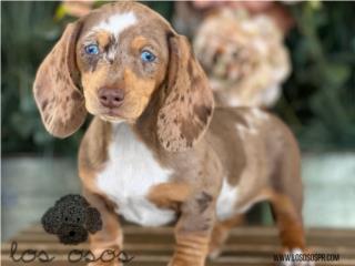 Puerto Rico Dachshund Salchicha - Los Osos PR, Perros Gatos y Caballos