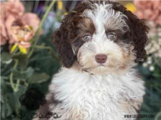 Puerto Rico Bernedoodle Phantom Merle - Los Osos PR, Perros Gatos y Caballos