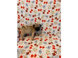 Pug macho Hermoso , The Pet Factory