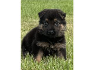 German Shepherd hembra AKC, RM Pets