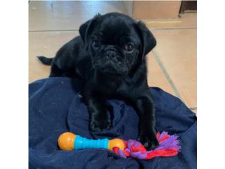 MINI PUG MACHO Precioso , PUPS