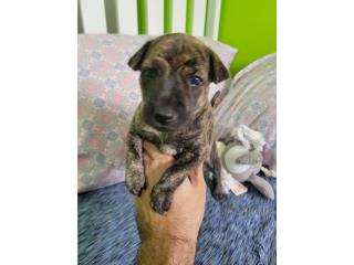 Devi Girl Rare Ancient Breed , Vietnamese Ridgeback Perros