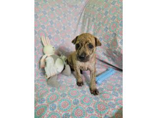 Soleil Girl Rare Ancient Breed, Vietnamese Ridgeback Perros