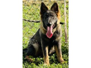 German Shepherd AKC , RM Pets