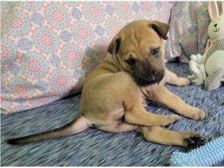 Chai Asian Ridgeback Perrito, Vietnamese Ridgeback Perros