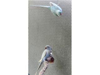 Pareja ringneck arlequin adulta violeta azul, JG Aviario