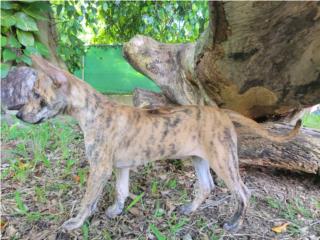 Soleil! Raza Pura Phu Quoc Ridgeback, Vietnamese Ridgeback Perros