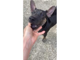 Oni! Male! Phu Quoc Ridgeback, Vietnamese Ridgeback Perros