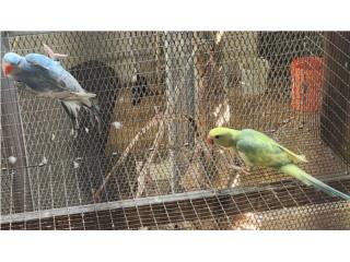 Pareja de ringneck hilleman esmeralda azul , JG Aviario