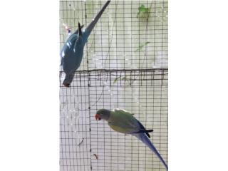 Pareja ringneck opalino violeta y cleartail a, JG Aviario