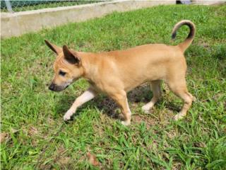 Chai! Nina Phu Quoc Ridgeback Purebred , Vietnamese Ridgeback Perros