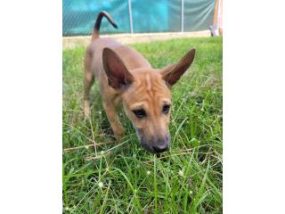 Chai! Nina! Phu Quoc Ridgeback , Vietnamese Ridgeback Perros