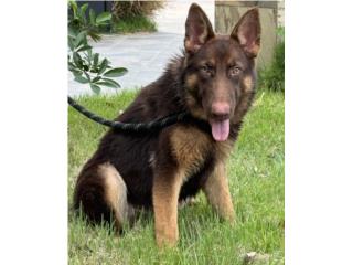 German Shepherd liver AKC, RM Pets