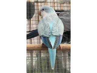 Quaker azul opalino macho, RM Pets