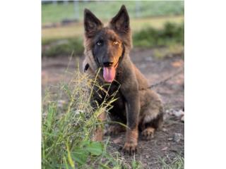 German Shepherd AKC , RM Pets