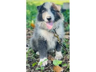 German Shepherd AKC , RM Pets