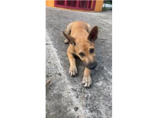 Chai, Girl, Puppy, Phu Quoc Ridgeback, Vietnamese Ridgeback Perros