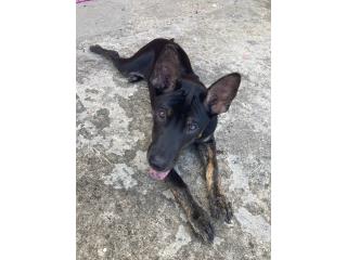 Kenji! Boy! Puppy, Phu Quoc Ridgeback, Vietnamese Ridgeback Perros