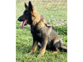 German Shepherd AKC , RM Pets