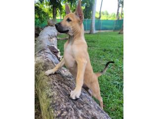 Golden sweet Chai! Girl! Asian Ridgeback, Vietnamese Ridgeback Perros