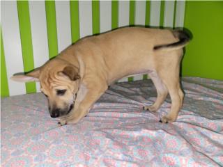 Golden Sweet Chai Asian Ridgeback, Vietnamese Ridgeback Perros