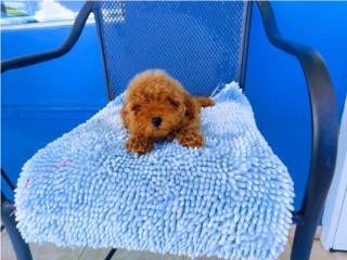 BELLA TOY POODLE HEMBRA RED CON PAPELES, Puppy world