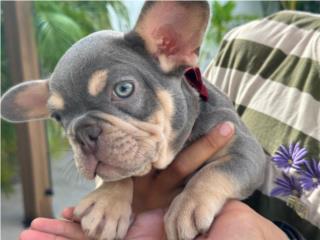 Puerto Rico French Bulldogs Lilac Tan, Perros Gatos y Caballos