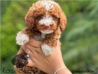 Puerto Rico Tuxedo Mini Toy Poodle - Los Osos PR, Perros Gatos y Caballos