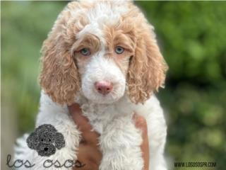 Puerto Rico Standard Poodle - Los Osos PR, Perros Gatos y Caballos